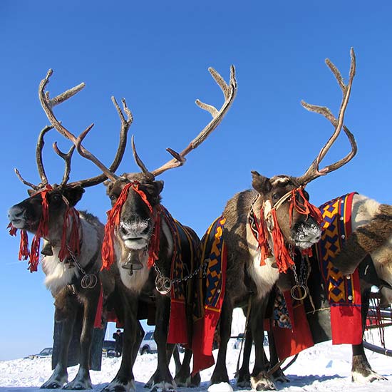 Reindeer Herders Festival (Yamal)